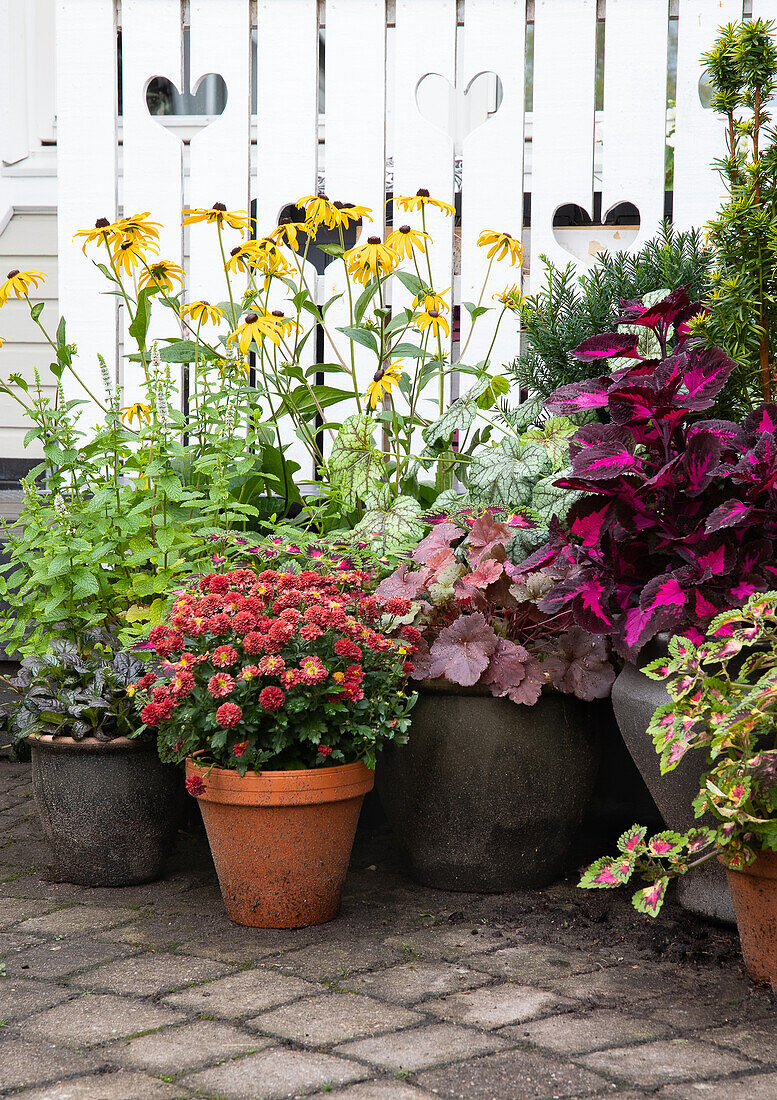 Plants in pots on paved courtyard