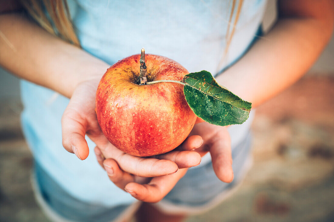 Hände des Mädchens, das frischen organischen roten Apfel mit Blatt hält