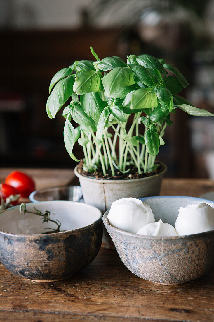 Basilikum, Mozzarella und Tomaten