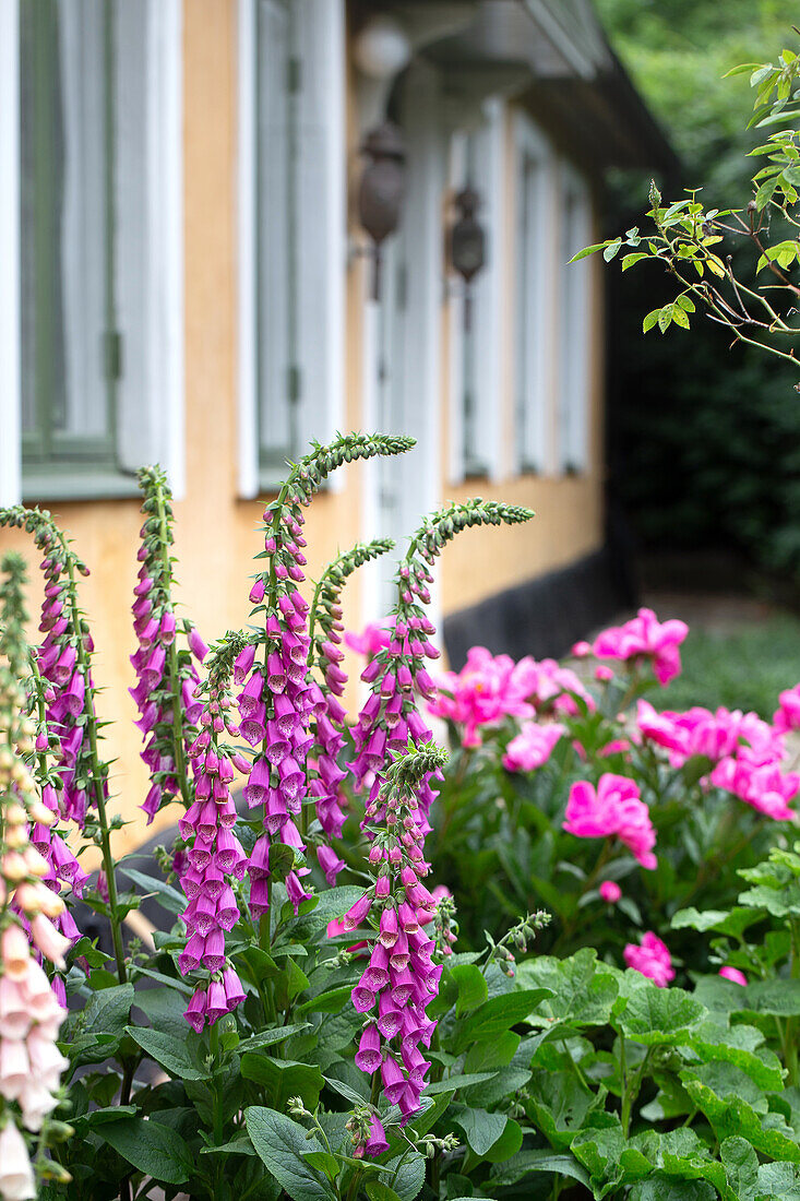 Fingerhüte und Pfingstrosen vor dem Haus