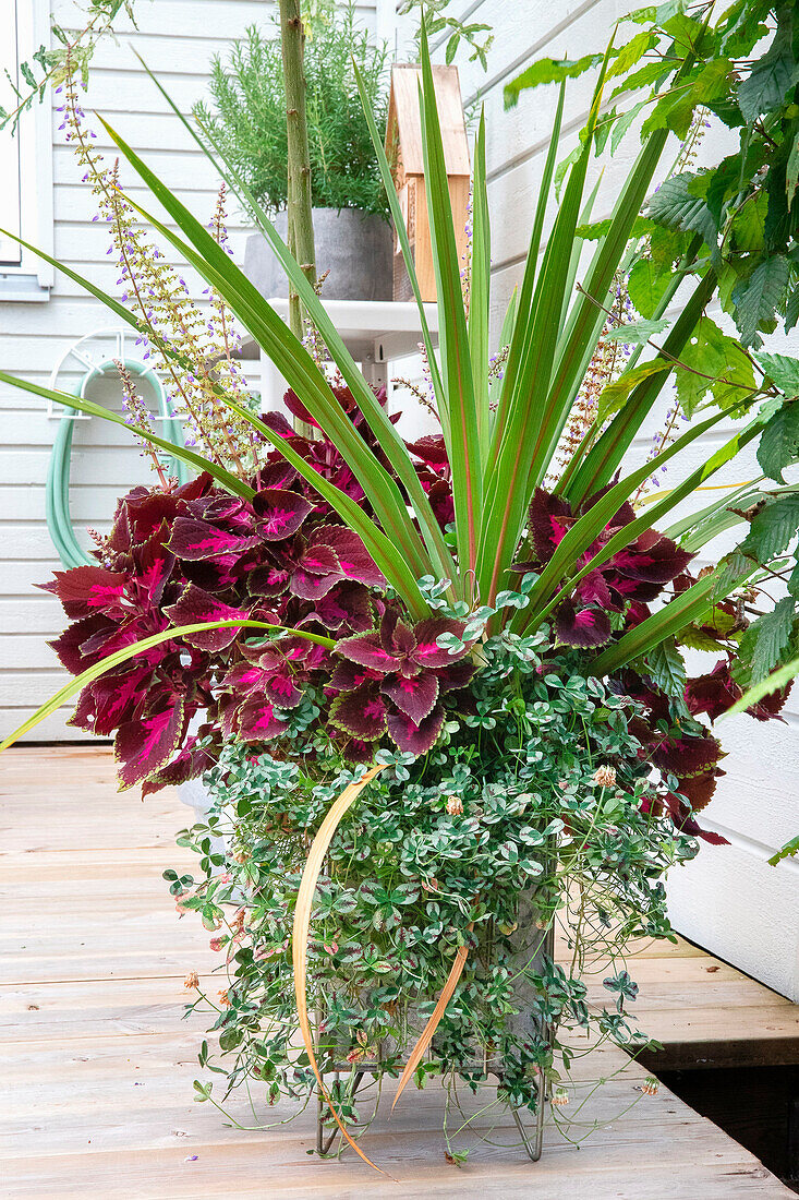 Großes Pflanzgefäß mit Coleus (Solenostemon) auf Holzterrasse