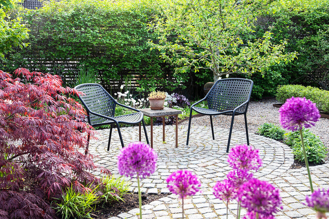 Round seating area with paving stones, red maple in the foreground and flowering allium in the garden