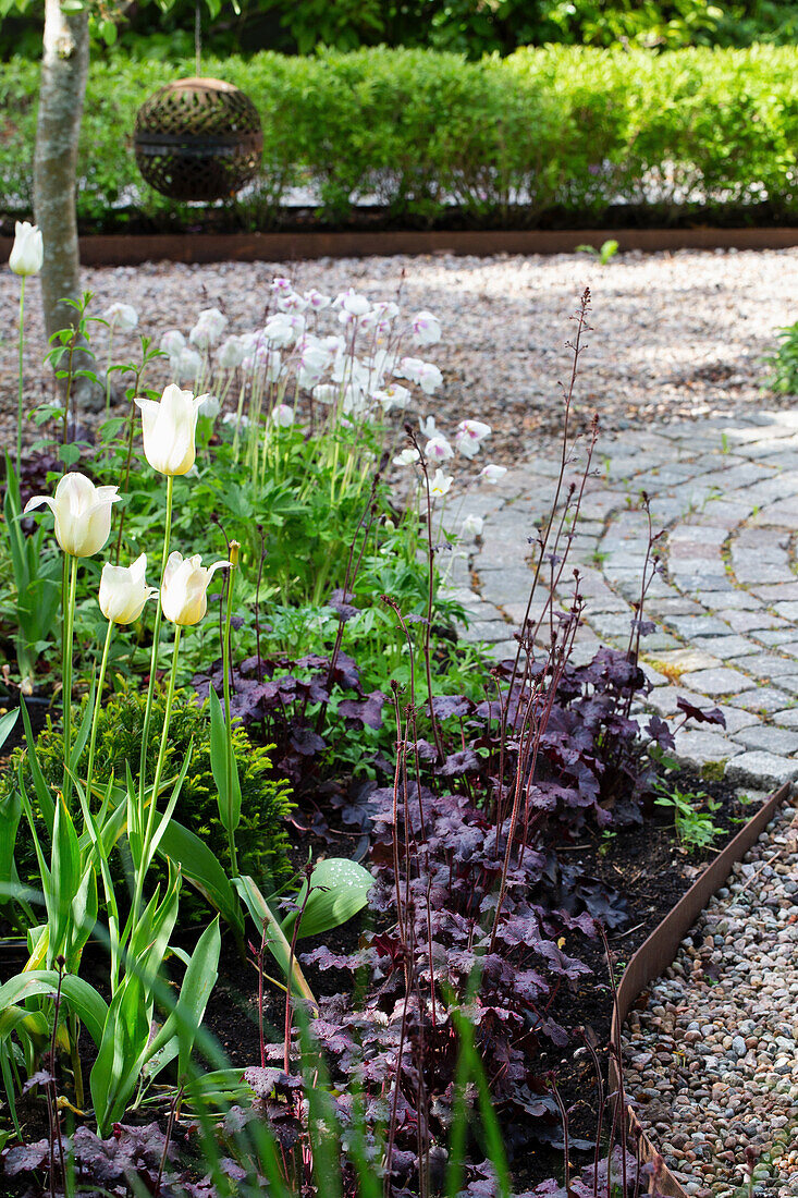 White tulips and coral bells in the garden