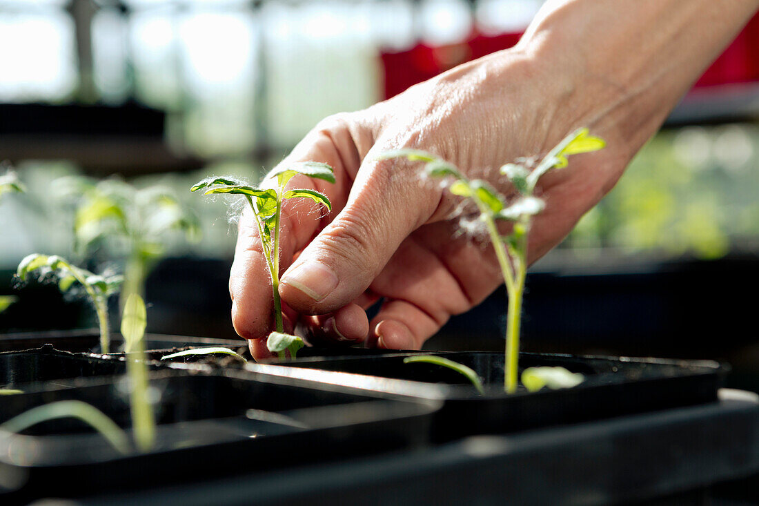 Close-up of female farmer touching plant at greenhouse