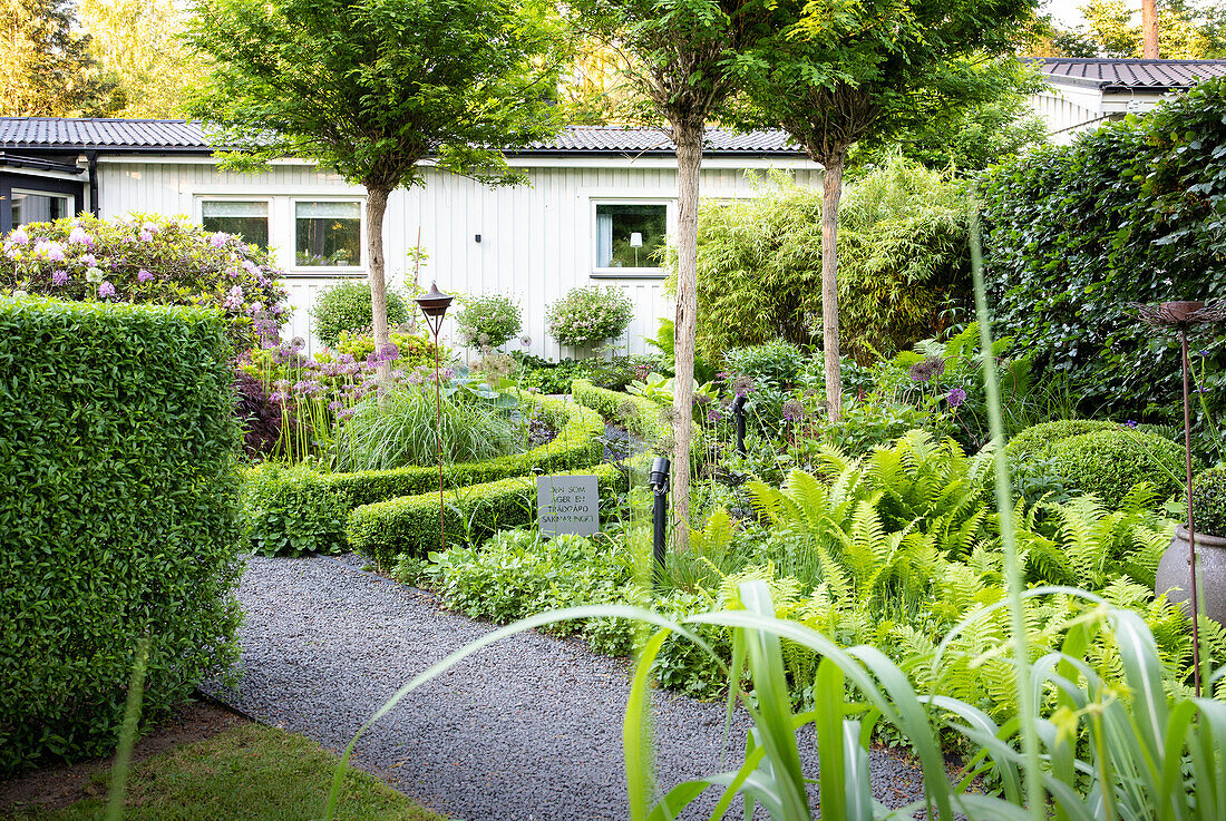 Farn am Gartenweg entlang, im Hintergrund niedrige Buchsbaumhecken in Kreisform