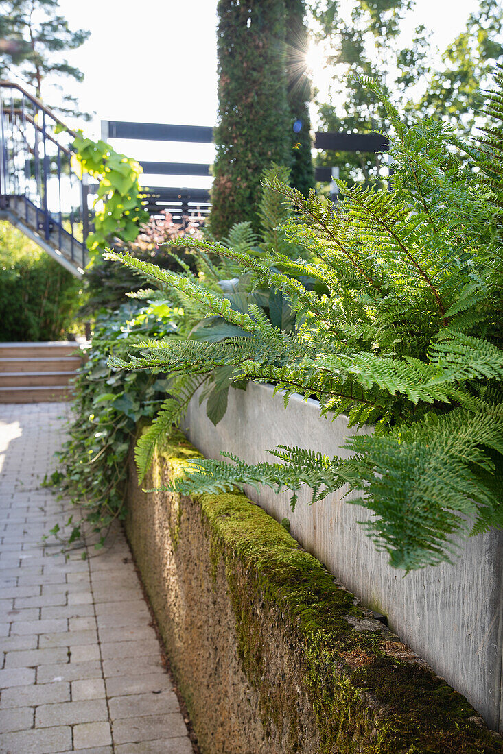 Old concrete wall overgrown with moss, above it bed with ferns made of galvanized sheet metal