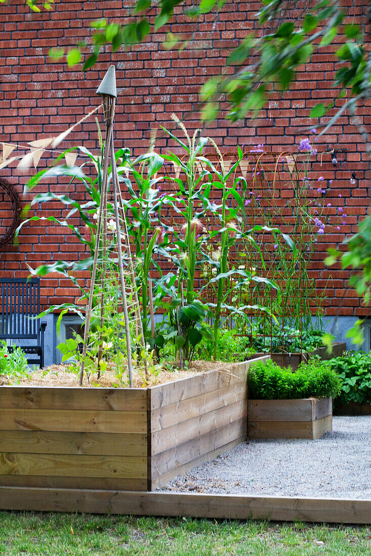 Climbing frame for sweet peas in raised beds