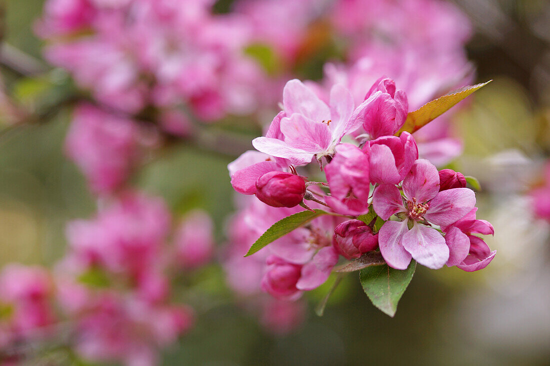 Branch with apple blossom