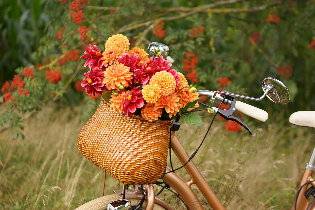 Fahrrad mit Dahlien im Korb