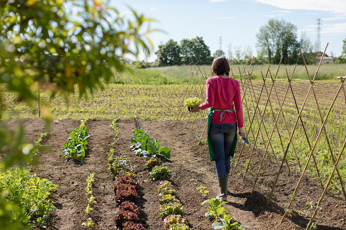 Frau arbeitet in ihrem Gemüsegarten, Italien