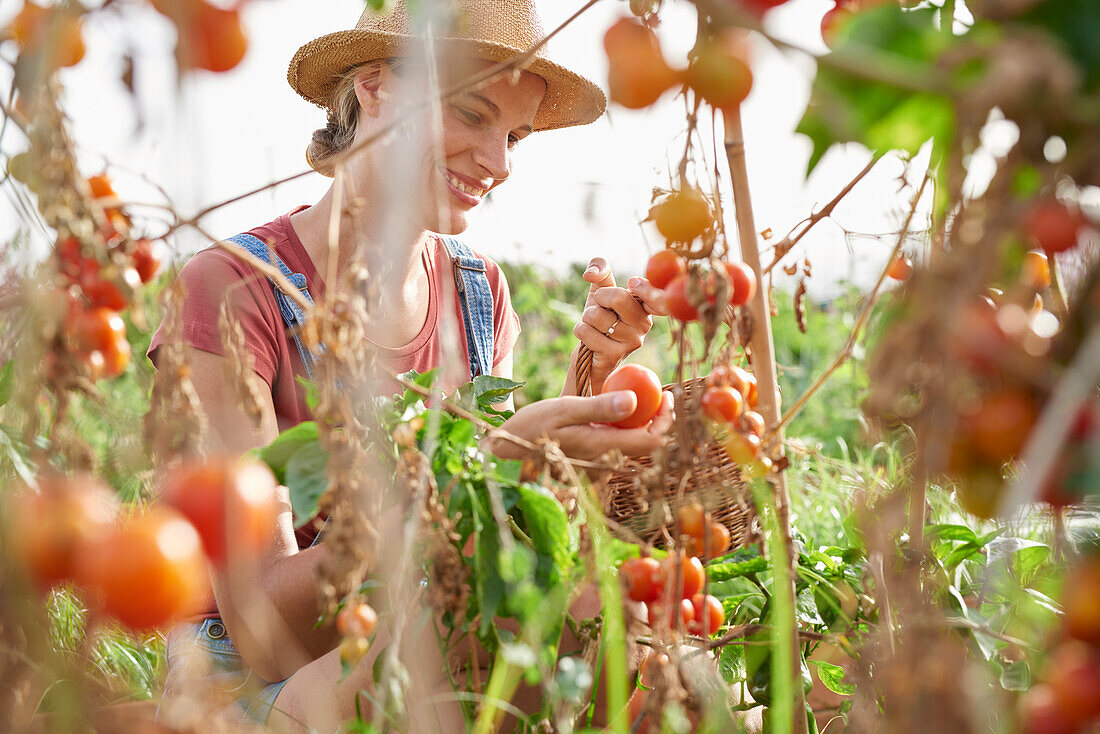 Junglandwirt, der reife Tomaten auswählt