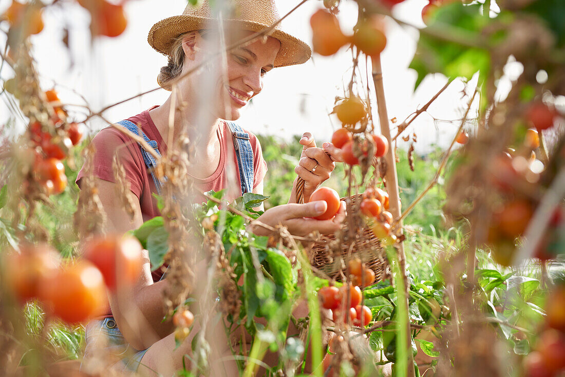 Young farmer picking ripe tomatoes