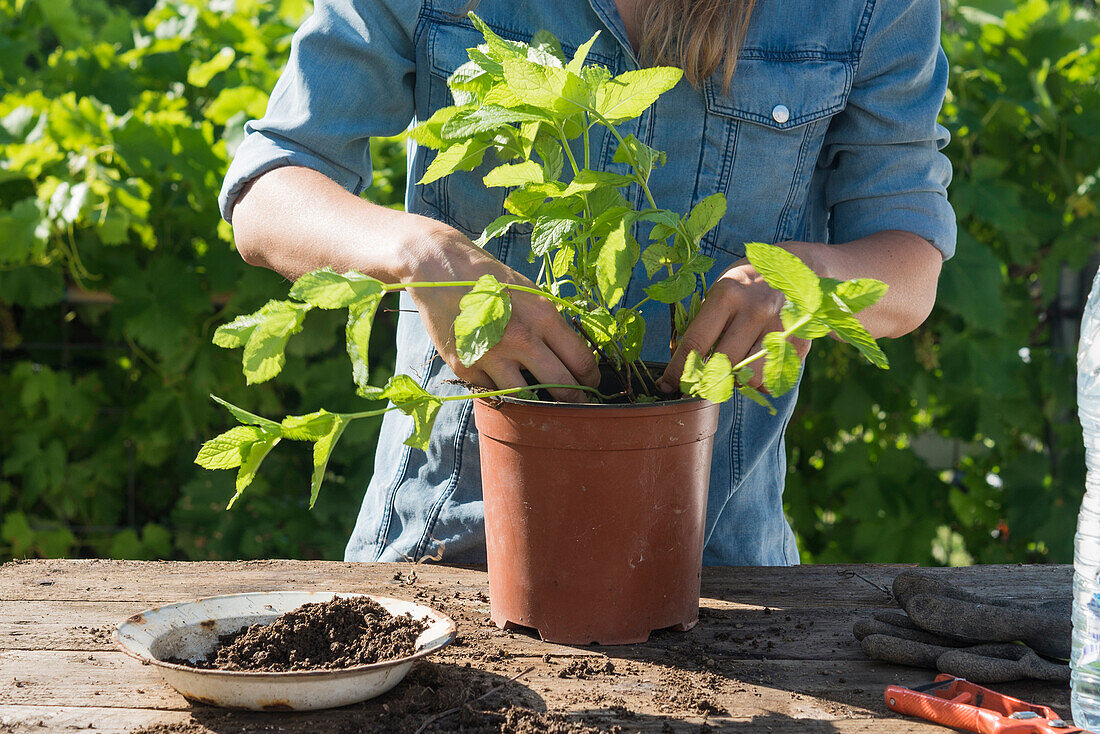 Mid adult woman in denim dress transplanting peppermint in potted plant in garden
