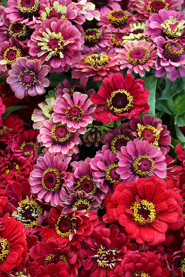 Zinnien