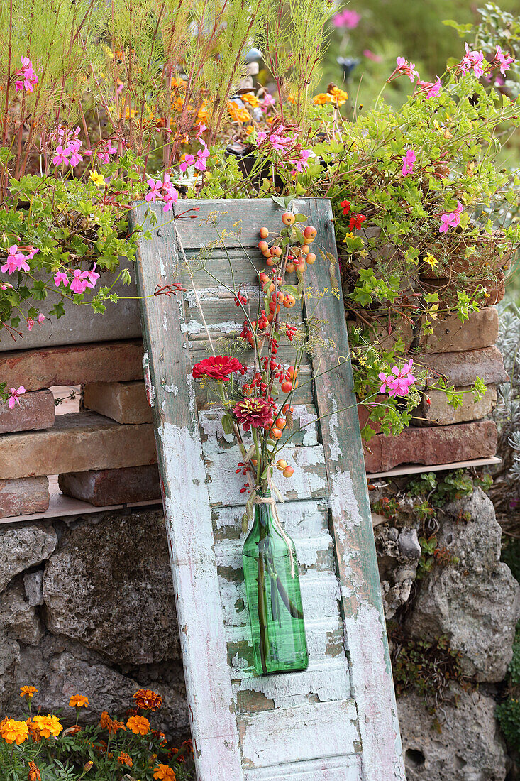 Zinnias, rose hip branches, crabapples and wild fennel in a green bottle on a vintage window shutter