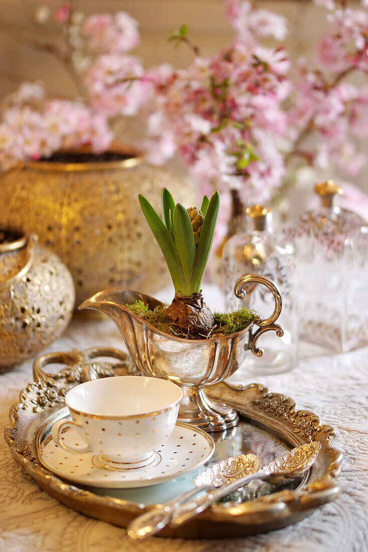 Silver tray with cup and saucer and hyacinth planted in sauce boat: cherry blossom in the background