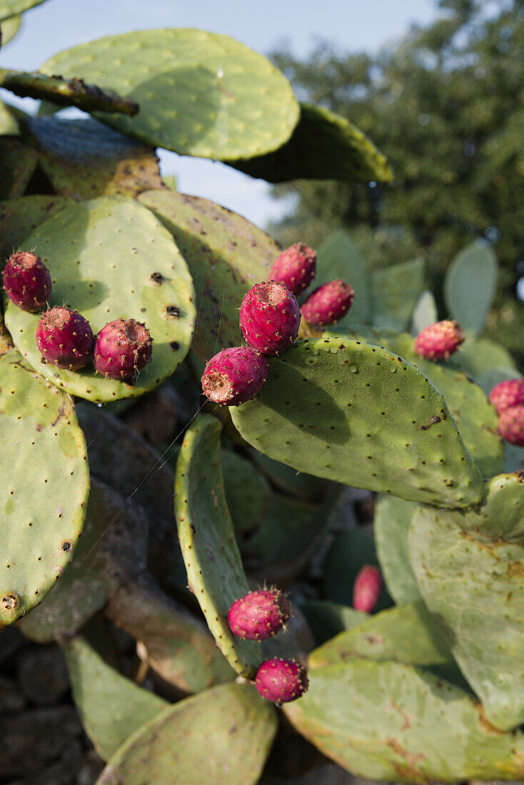 Prickly pears on the plant