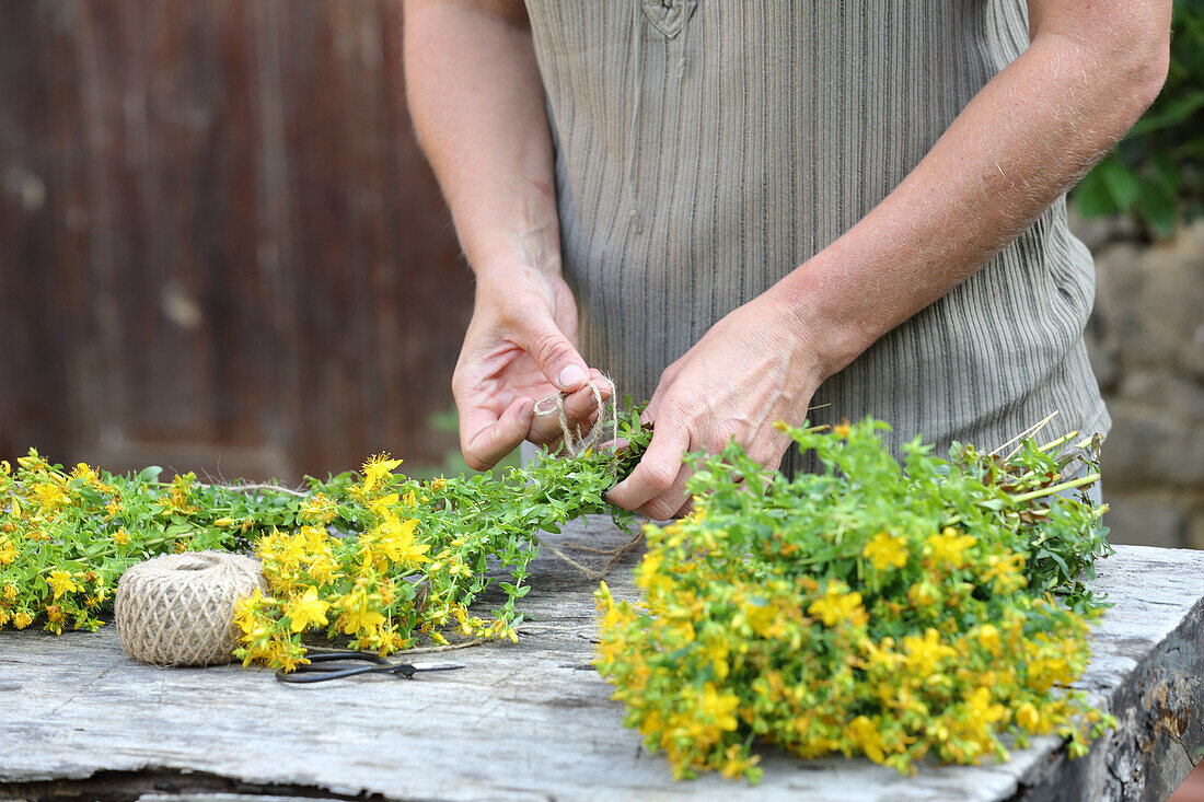 Flowering St. John's wort being tied into bouquets