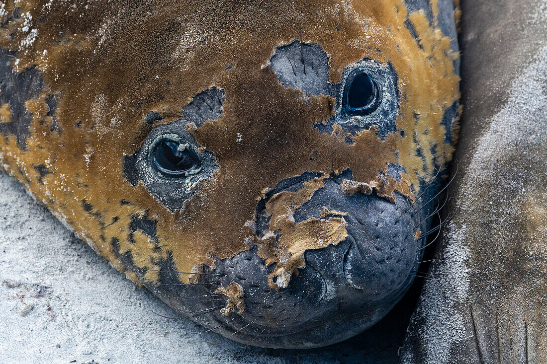 Southern elephant seal moulting