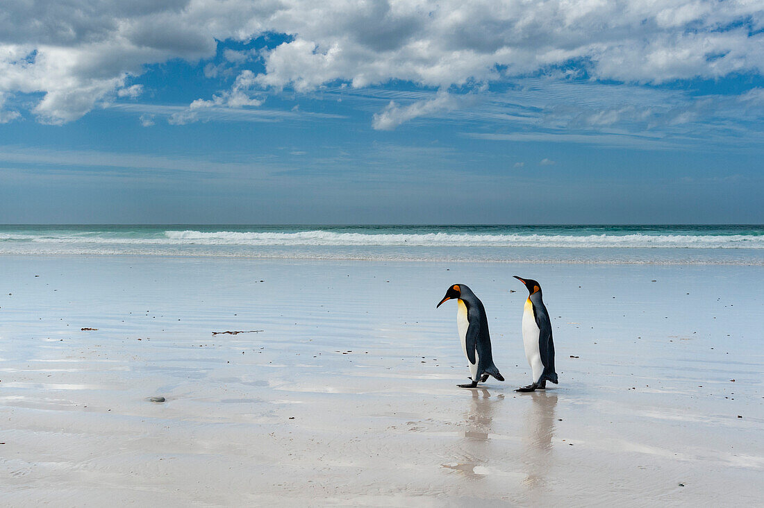 Two king penguins on a white sandy beach