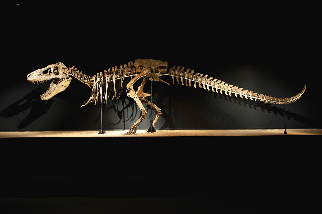 Tarbosaurus bataar dinosaur skeleton