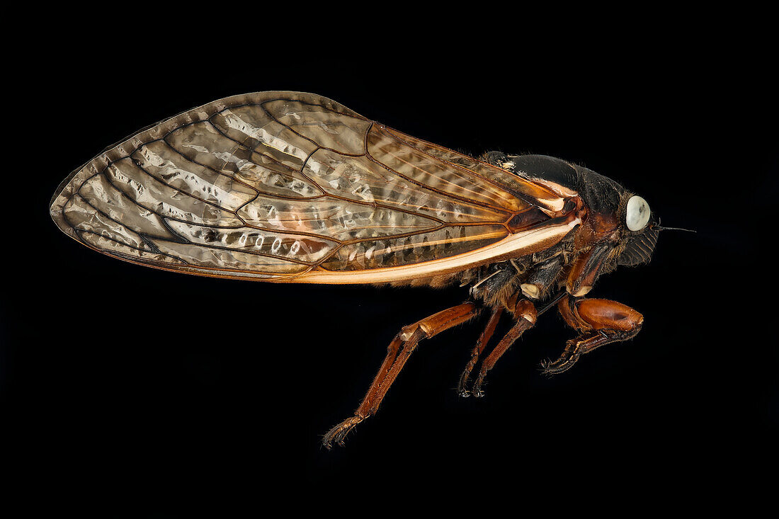 Blue eyed cicada