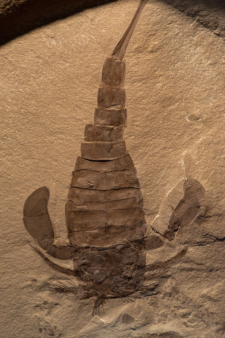 Fossil sea scorpion