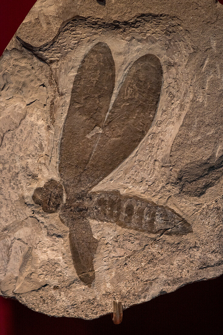 Fossil insect