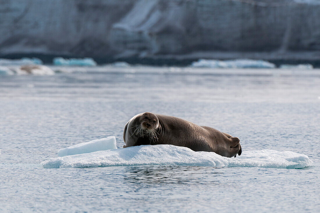 Bearded seal lying on ice floe