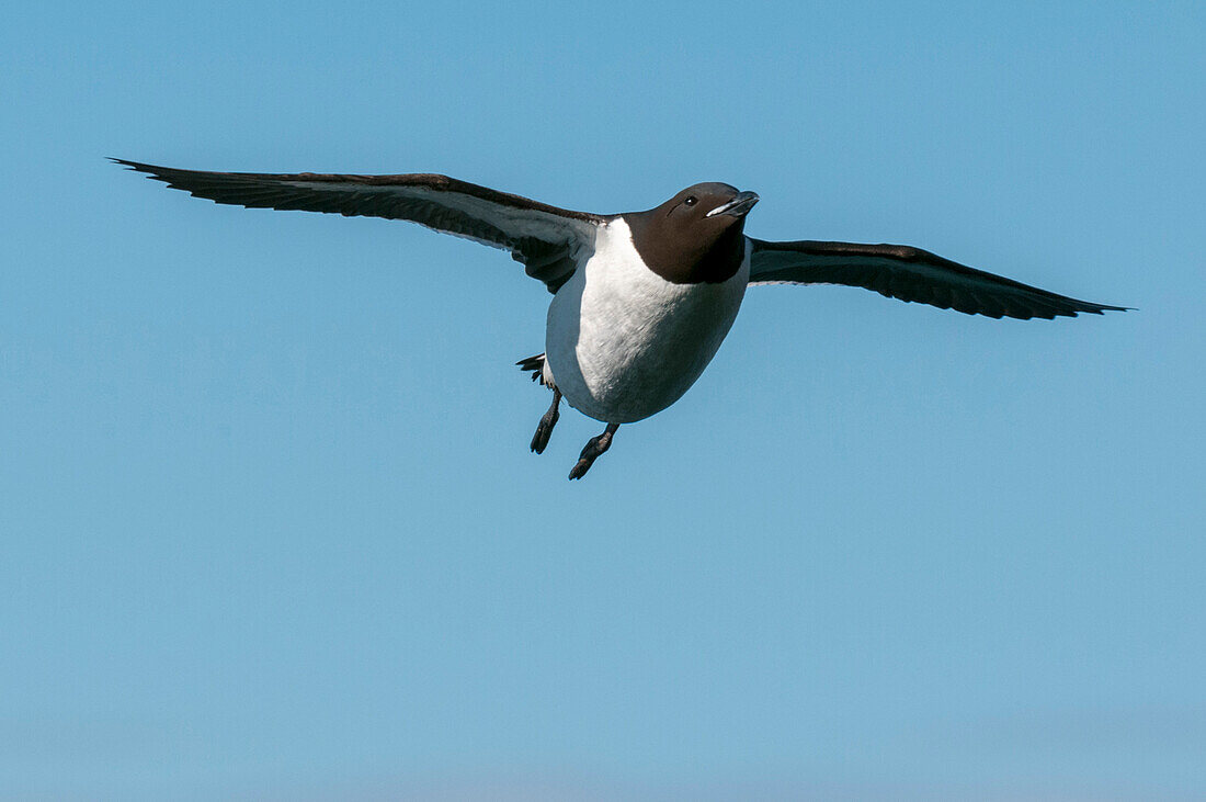 Brunnich's guillemot in flight