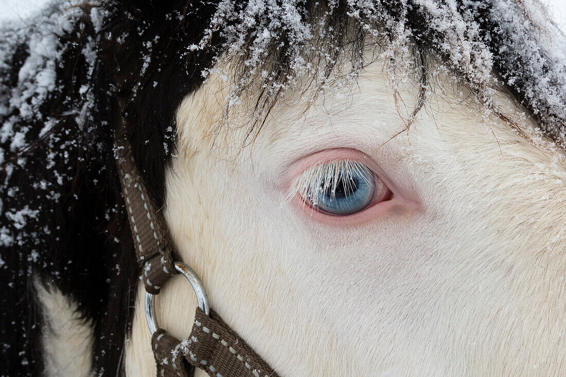 Snow-dusted horse with blue eyes