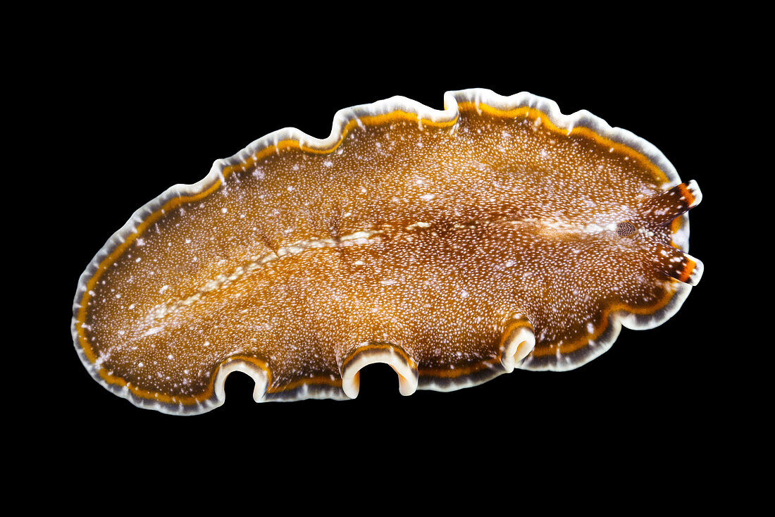 Pseudobiceros flatworm