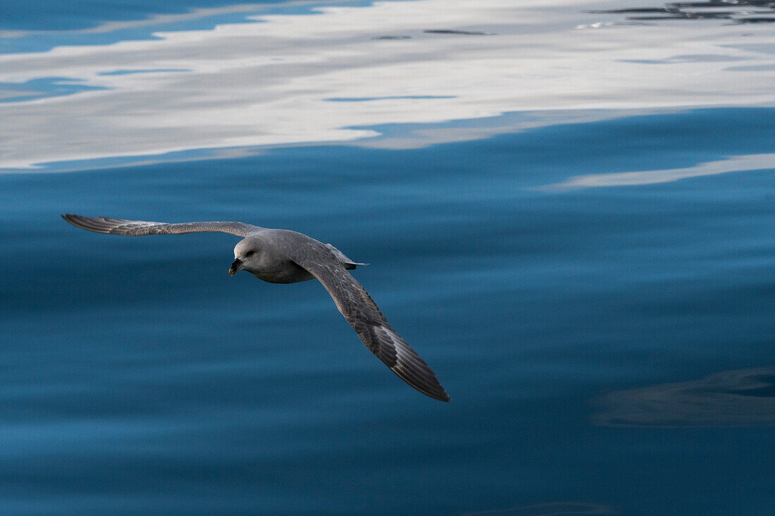 Northern fulmar in flight over the sea