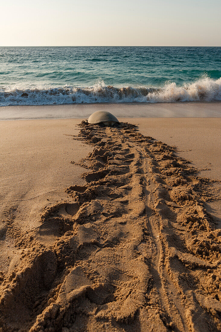Green sea turtle returning to the sea after laying her eggs