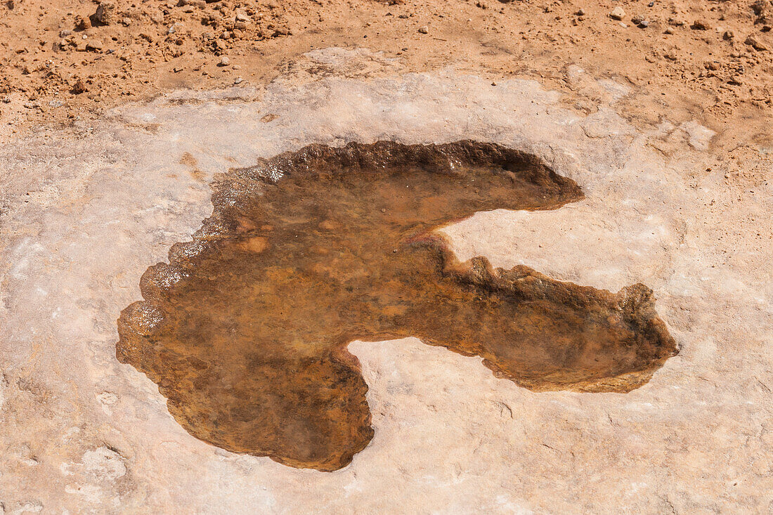 Allosaurus dinosaur track, San Rafael Swell, Utah, USA
