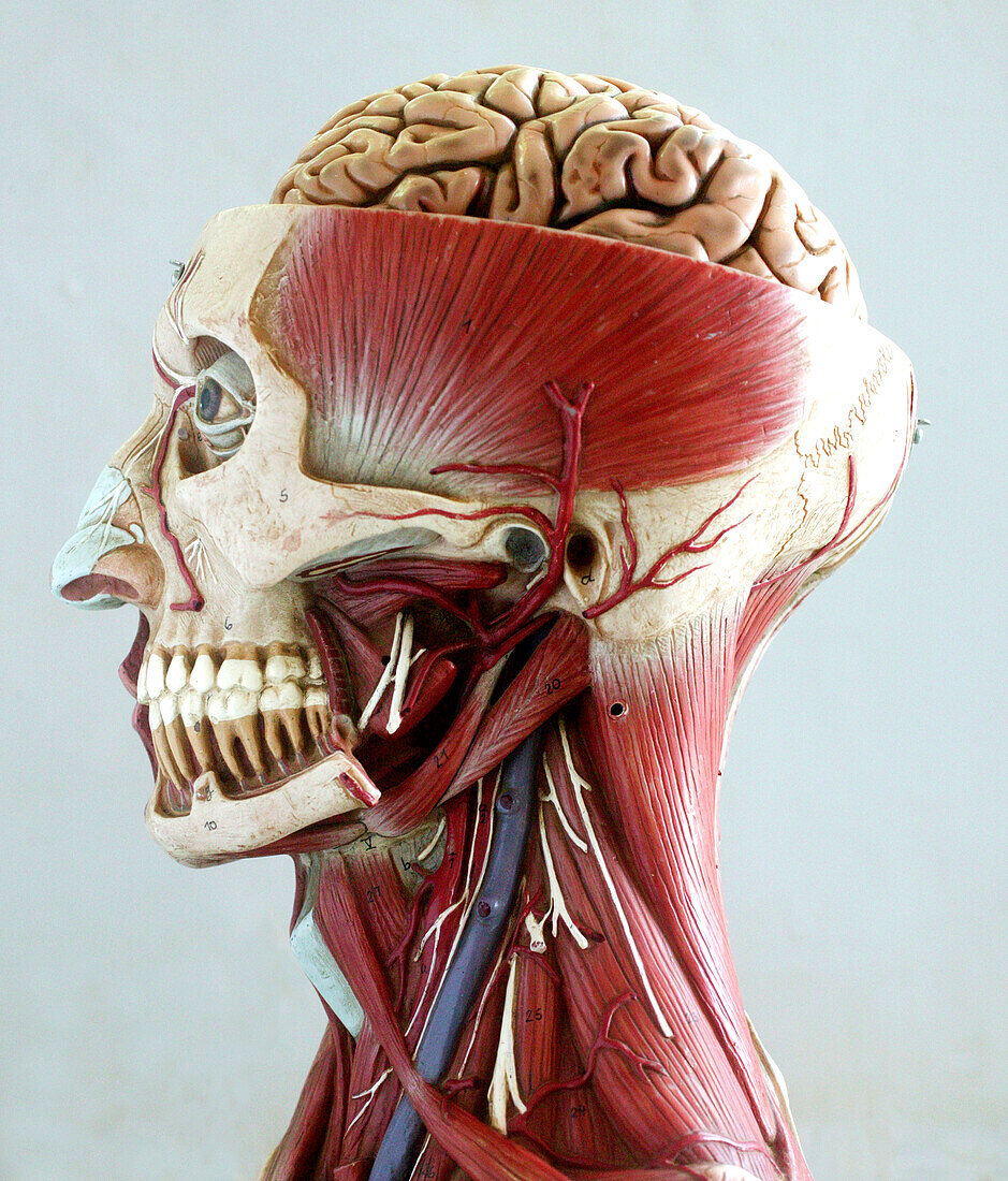 Anatomical model of the head
