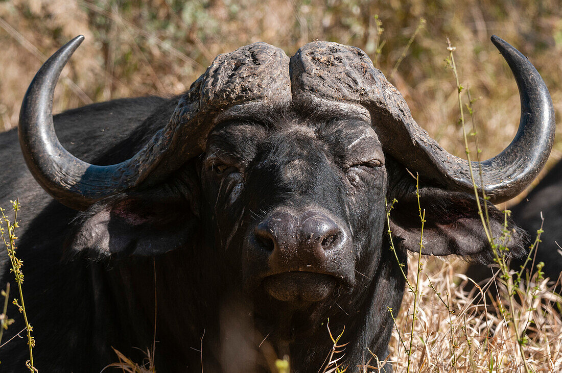Male African buffalo
