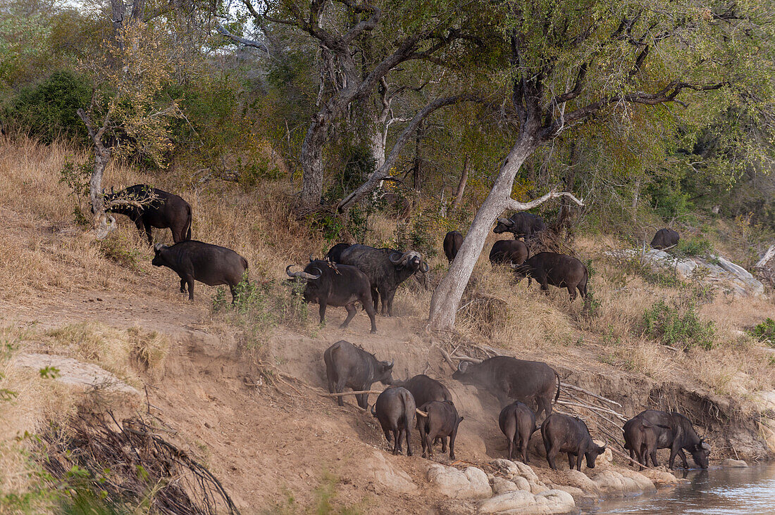 Herd of African buffalo