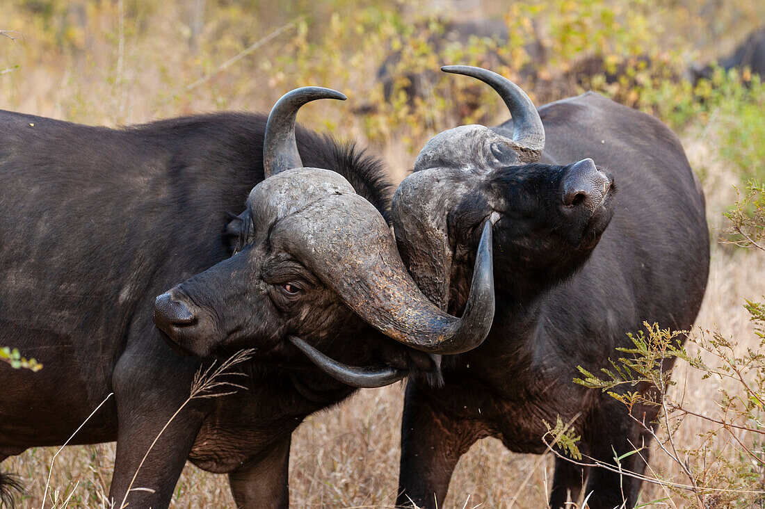 Two African buffalos sparring