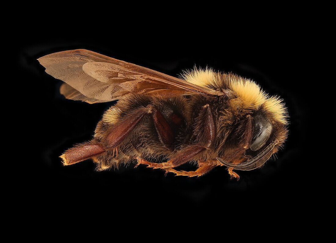 Bombus variabilis bee
