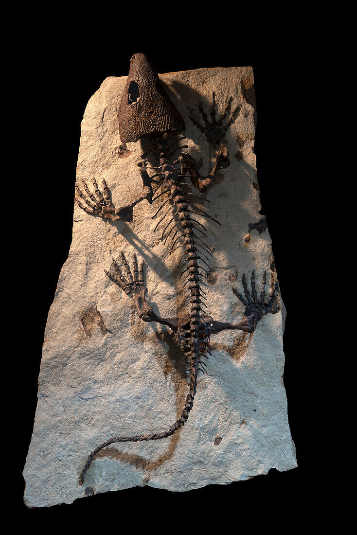 Captorhinid prehistoric reptile skeleton