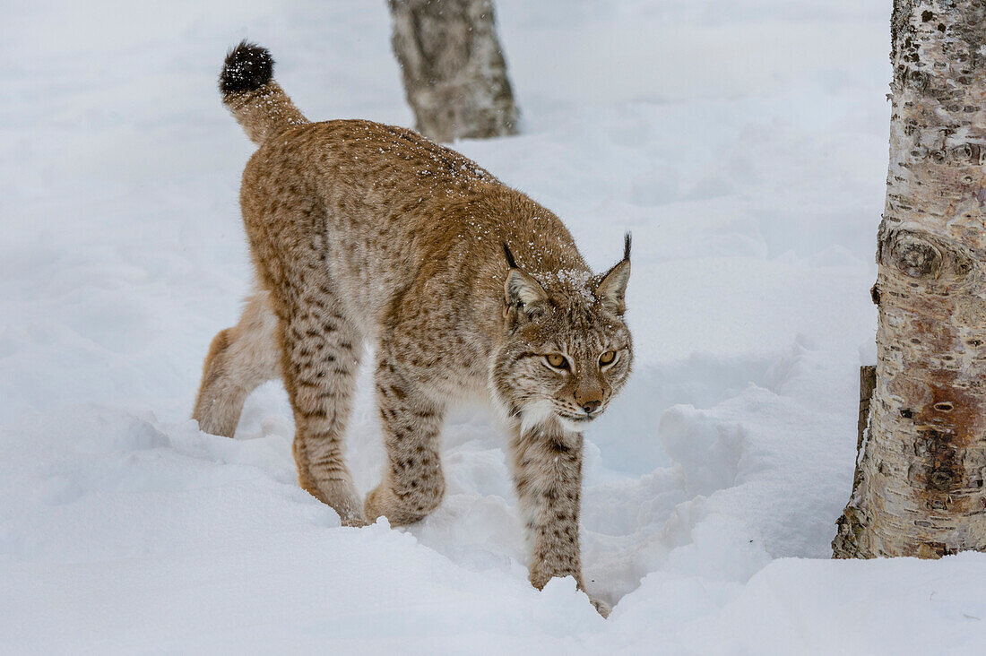 European lynx walking in the snow