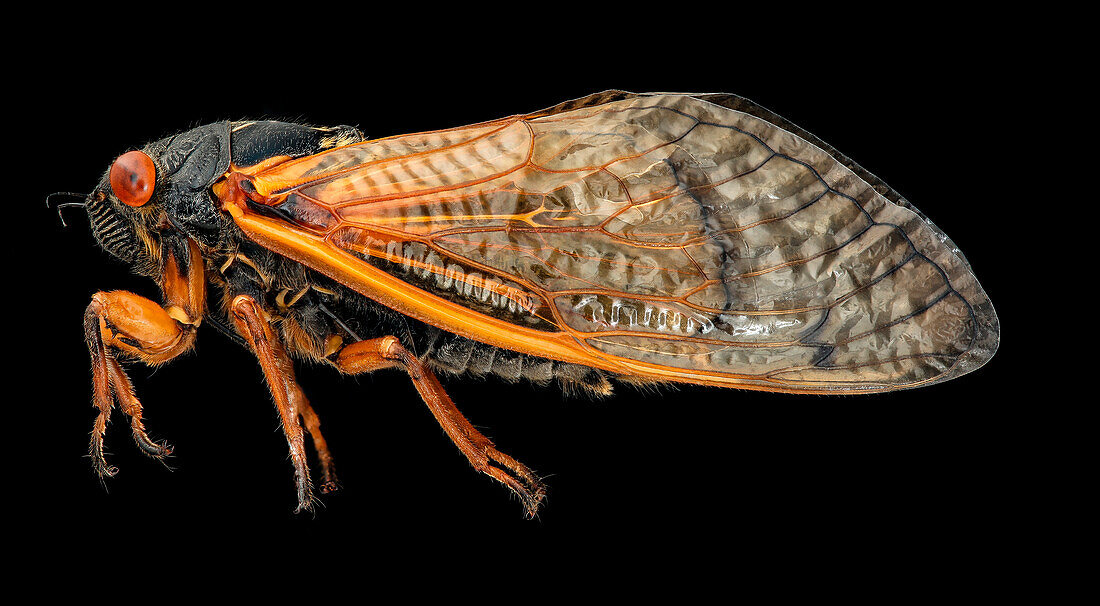 Magicicada cassinii cicada