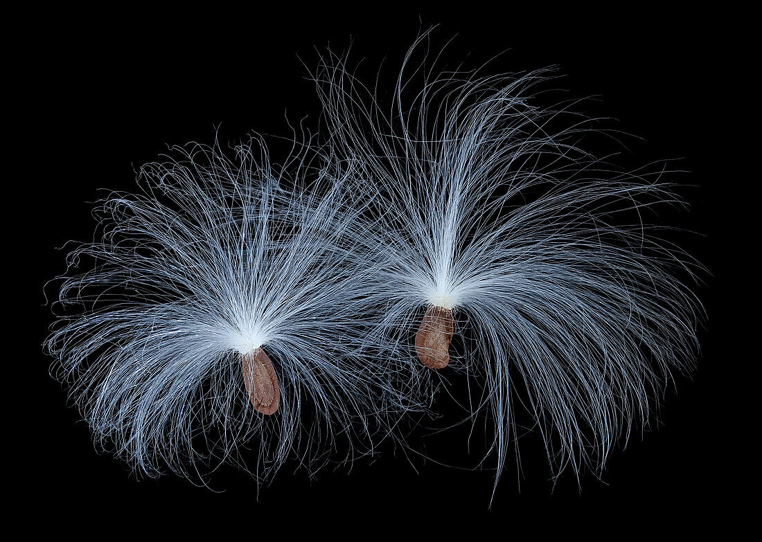 Common milkweed seedss