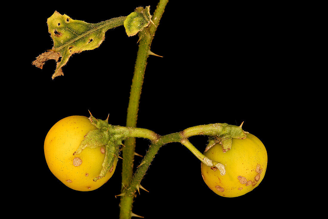 Horsenettle (Solanum carolinense) fruit