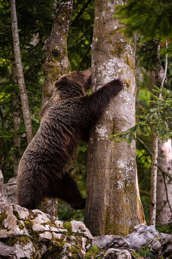 European brown bear trying to climb a tree