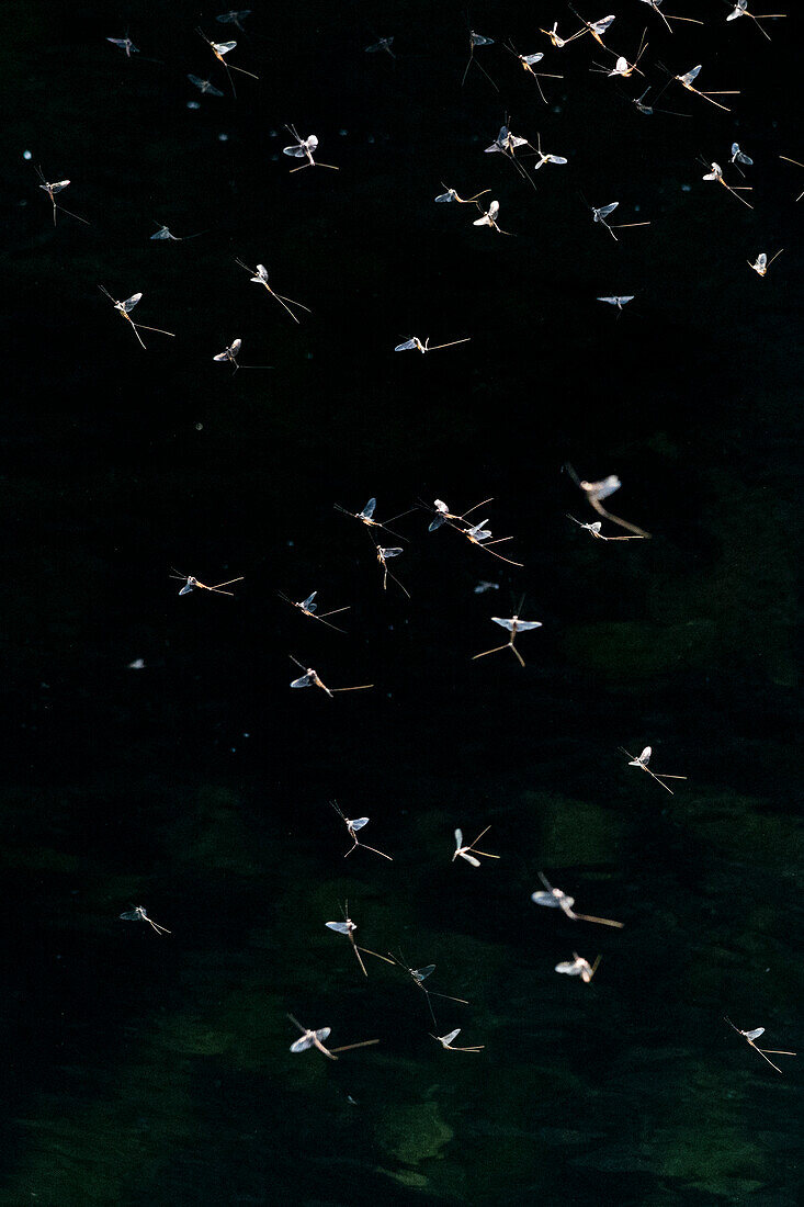 Mayflies in flight over Obrh River, Slovenia