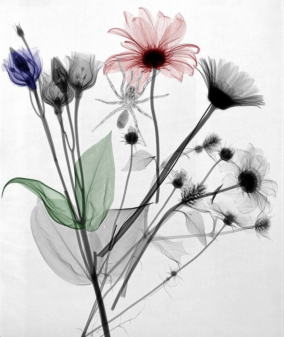 Bouquet of flowers and spide, X-ray