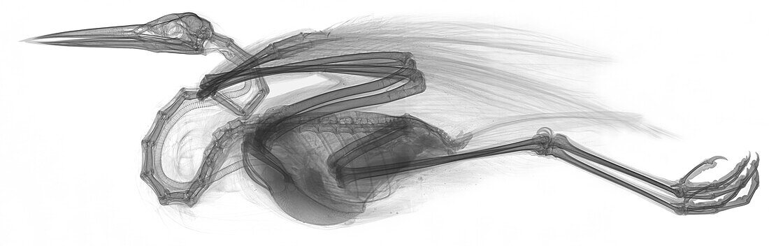 Heron in flight, X-ray