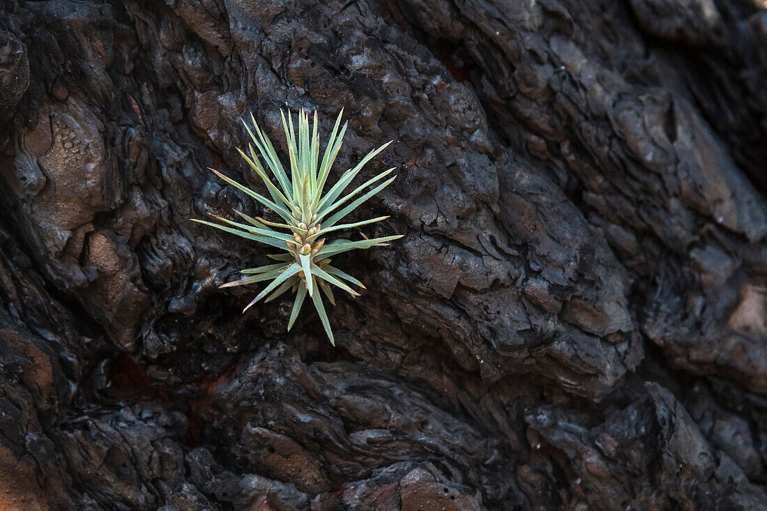Canary pine tree (Pinus canariensis)